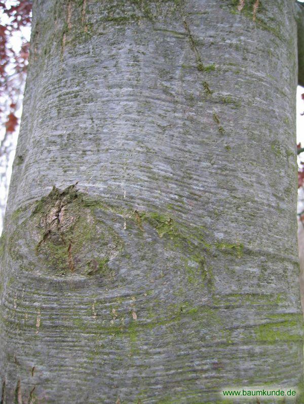 Scharlach-Eiche / Quercus coccinea / Borke Familie: Fagaceae